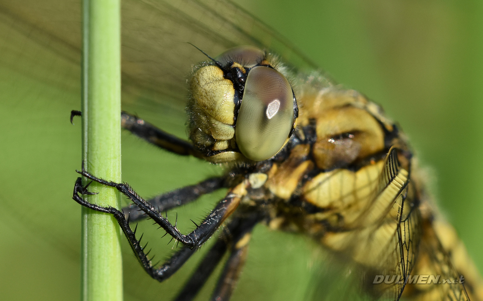 Black-tailed Skimmer (Female, Orthetrum cancellatum)